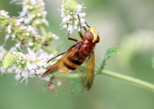 Volucella zonaria